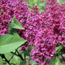 Common lilac: Syringa vulgaris Ludwig Spaeth