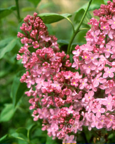 Common lilac: Syringa vulgaris Marie Francis