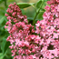 Common lilac: Syringa vulgaris Marie Francis
