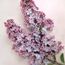 Common lilac: Syringa vulgaris Martha Stewart