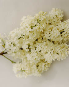 Common lilac: Syringa vulgaris Primrose