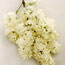 Common lilac: Syringa vulgaris Primrose