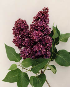 Common lilac: Syringa vulgaris Sarah Sands