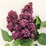 Common lilac: Syringa vulgaris Sarah Sands
