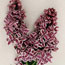 Common lilac: Syringa vulgaris Sensation