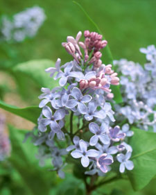Common lilac: Syringa vulgaris Wedgwood Blue