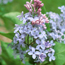 Common lilac: Syringa vulgaris Wedgwood Blue