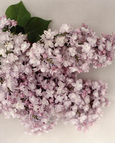 Lilac: Syringa x hyacinthiflora Annabel