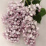 Lilac: Syringa x hyacinthiflora Annabel