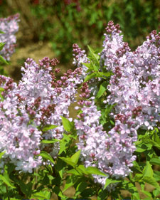 Lilac: Syringa x hyacinthiflora Blanche Sweet