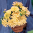 African marigold: Tagetes erecta Snowdrift