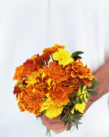 French marigold: Tagetes patula Safari