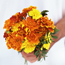French marigold: Tagetes patula Safari