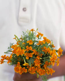 Signet marigold: Tagetes tenuifolia Tangerine Gem