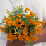 Signet marigold: Tagetes tenuifolia Tangerine Gem