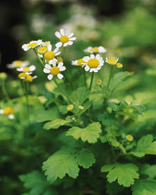 Golden feverfew: Tanacetum parthenium Aureum