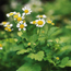 Golden feverfew: Tanacetum parthenium Aureum