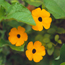 Black-eyed Susan vine: Thunbergia alata