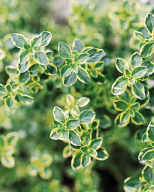 Gold-edged lemon thyme: Thymus x citriodorus Archers Gold