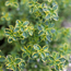 Gold-edged lemon thyme: Thymus x citriodorus Archers Gold
