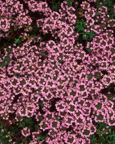 Caraway thyme: Thymus herba-barona