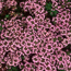 Caraway thyme: Thymus herba-barona