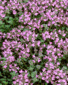 Hall's woolly thyme: Thymus praecox ssp. arcticus Annie Hall