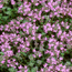 Hall's woolly thyme: Thymus praecox ssp. arcticus Annie Hall