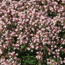 Pink creeping thyme: Thymus serpyllum Pink Chintz