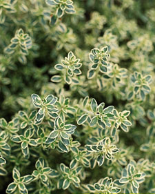 Silver thyme: Thymus vulgaris 'Argenteus'