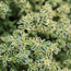 Silver thyme: Thymus vulgaris 'Argenteus'