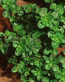Lemon-scented thyme: Thymus x citriodorus