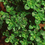 Lemon-scented thyme: Thymus x citriodorus