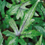 Tiarella Ninja