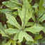 Foam flower: Tiarella Spanish Cross
