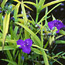 Spiderwort: Tradescantia Blue and Gold