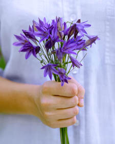 Brodiaea: Triteleia laxa 'Queen Fabiola'