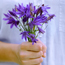 Brodiaea: Triteleia laxa 'Queen Fabiola'