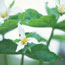 Wakerobin: Trillium ovatum