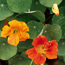  nasturtium: Tropaeolum majus 'Glorious Gleam'