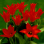Emperor tulip: Tulipa Madame Lefeber