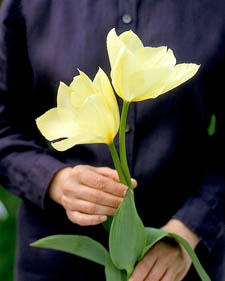 Tulip: Tulipa White Emperor