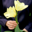 Tulip: Tulipa White Emperor
