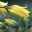 Species tulip: Tulipa sylvestris
