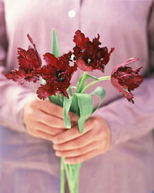 Tulip: Tulipa Black Parrot