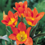 Tulip: Tulipa Juan
