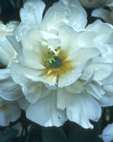 Tulip: Tulipa Mount Tacoma