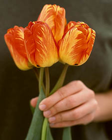 Tulip: Tulipa Orange Bowl