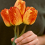 Tulipa Orange Bowl