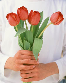 Tulip: Tulipa Sevilla